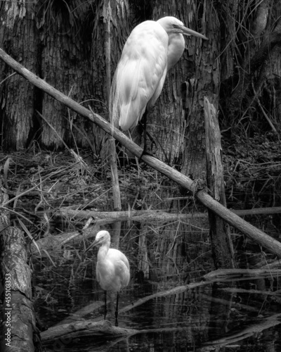 white heron everglades