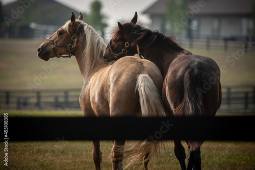 two horses in a field, Kentucky