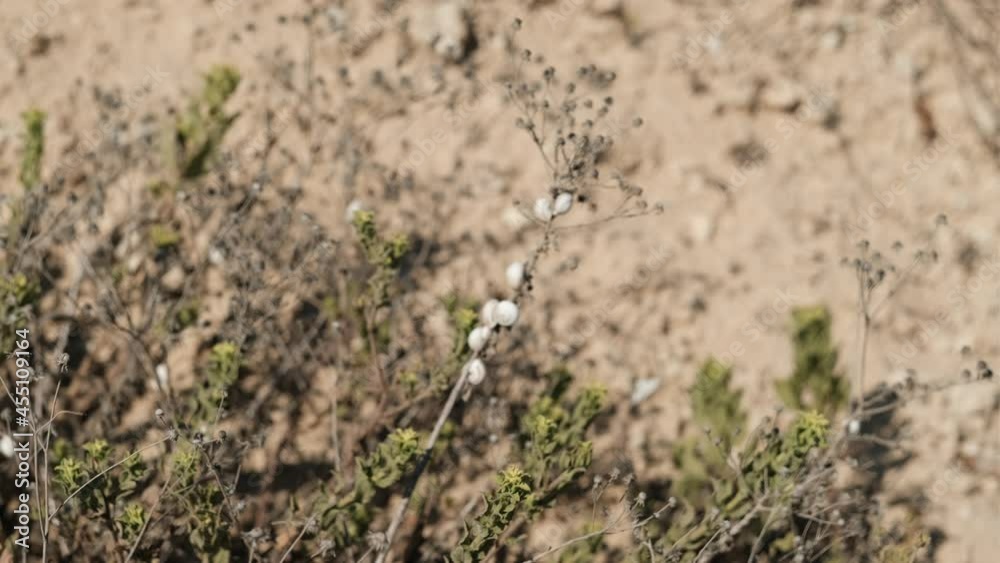 A focus change onto some white, dead conch shell on a dry bush. a 4K video clip, Rishon LeTsiyon sand dunes, Israel. A focus change onto some white, dead conch shell on a dry bush. a 4K video clip, Rishon LeTsiyon sand dunes, Israel.