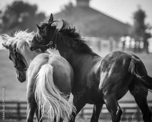 black and white horses