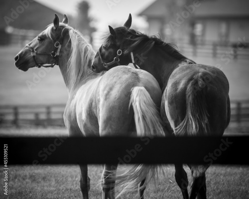 black and white horses