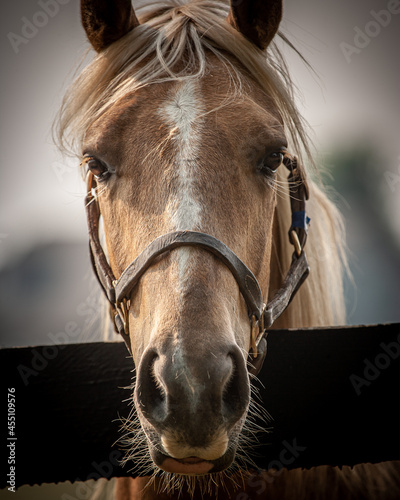 close up of a horse