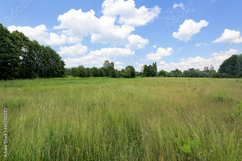 Landscape of wild grass field with trees