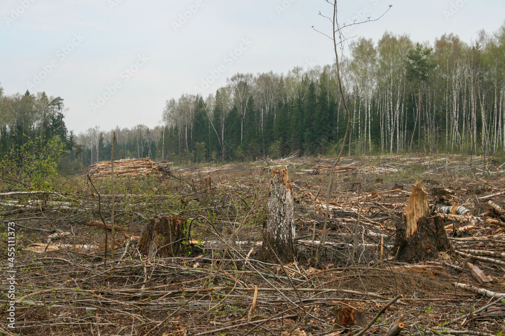A clearing in a cut-down forest. The destroyed Khimki forest in Russia, the laying of the highway A clearing in a cut-down forest. The destroyed Khimki forest in Russia, the laying of the highway