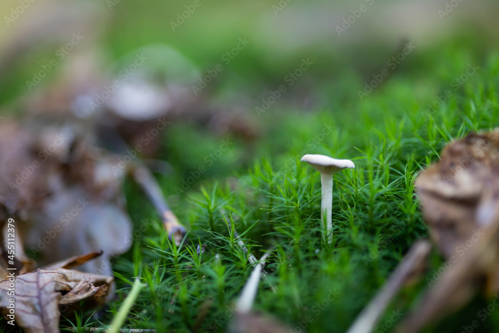 Collared Mosscap mushroom in moss Collared Mosscap mushroom in moss