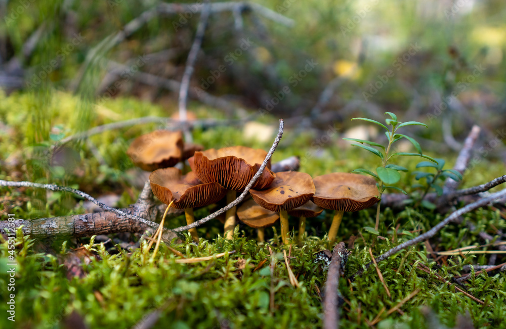 Fototapeta premium mushroom in the forest