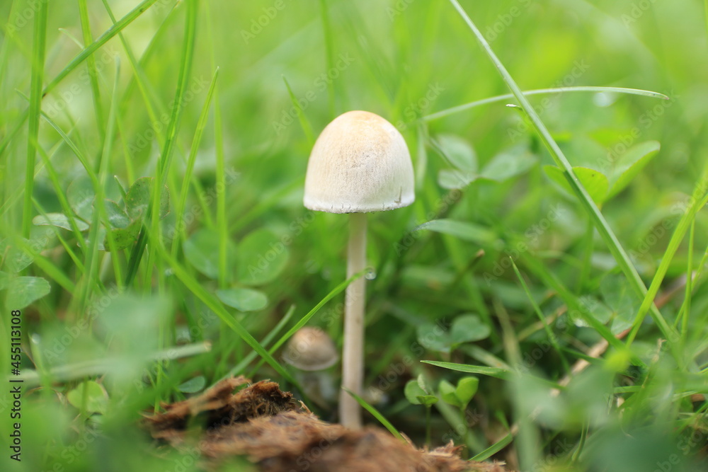 mushroom in the grass mushroom in the grass