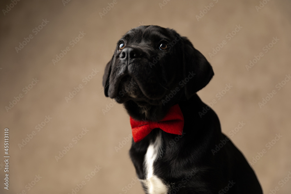 cute cane corso dog looking up, wearing a red bowtie