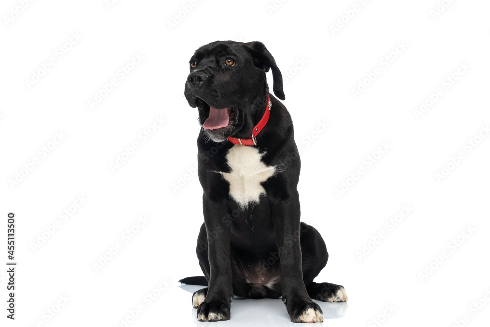 black cane corso dog with red collar being sleepy and yawning black cane corso dog with red collar being sleepy and yawning