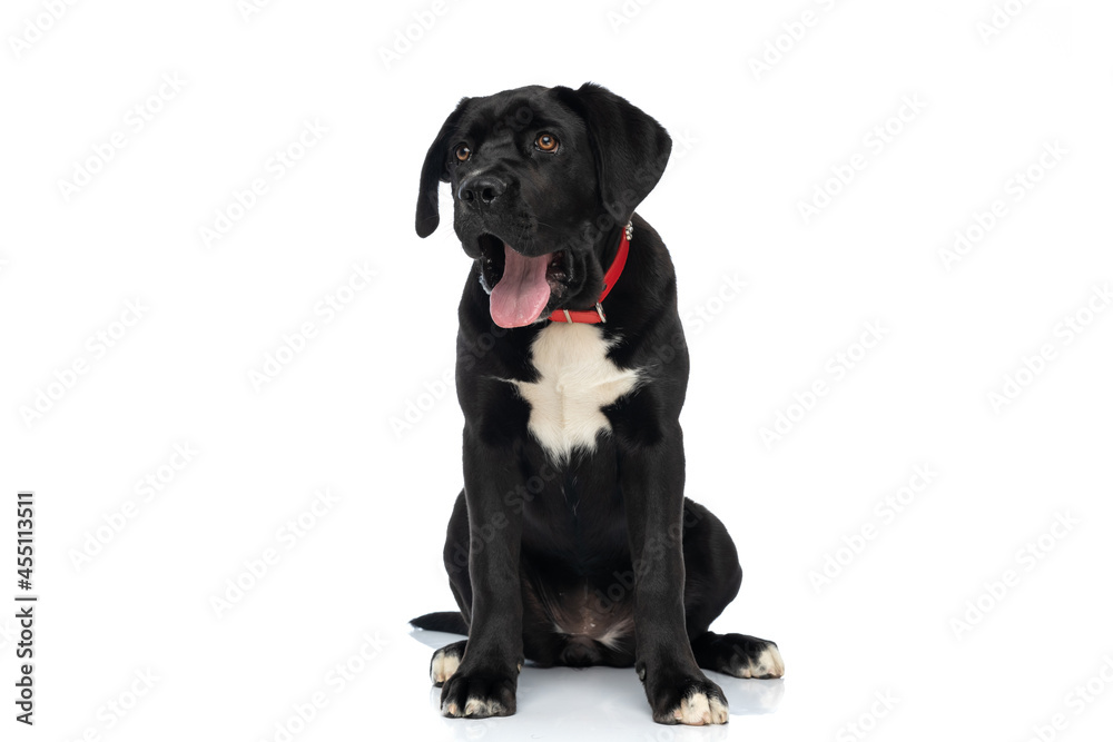 adorable cane corso dog with red collar looking up and panting adorable cane corso dog with red collar looking up and panting