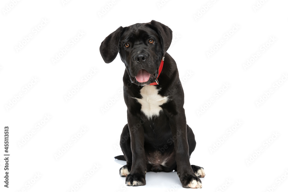 adorable cane corso pup wearing red collar, panting and sitting