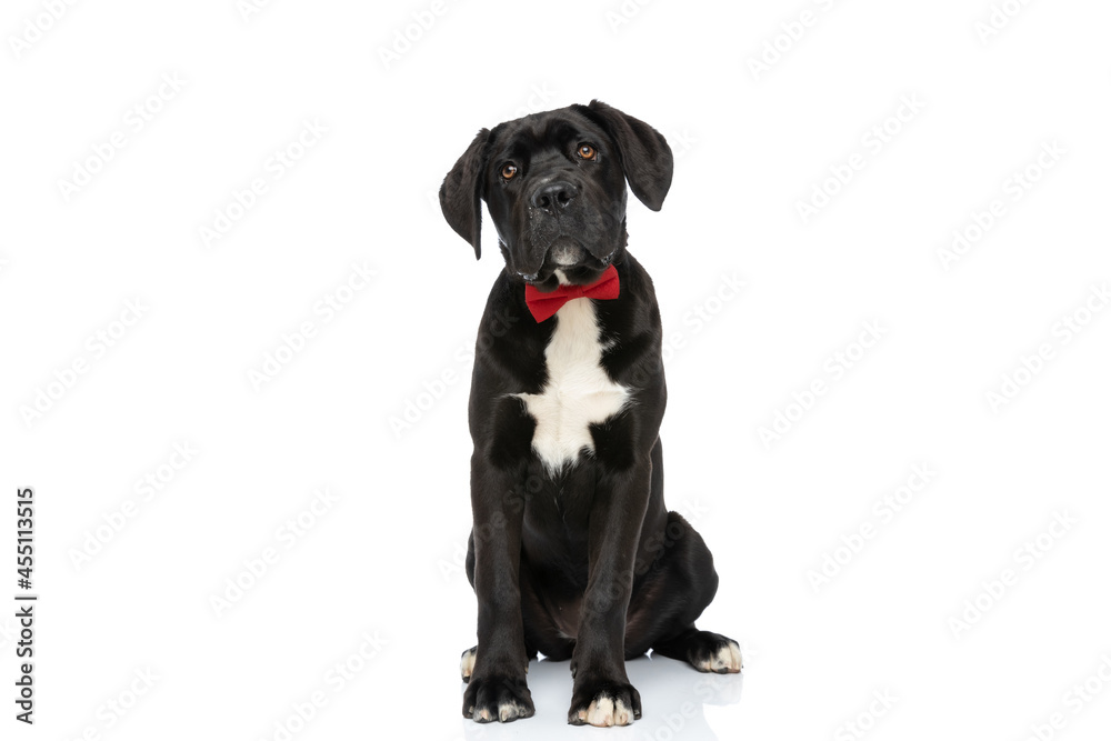 beautiful cane corso dog with red bowtie sitting and looking up