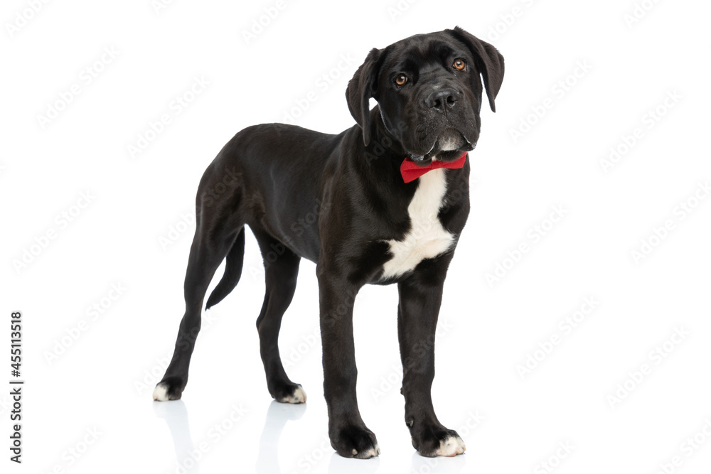beautiful cane corso dog wearing red bowtie and being elegant