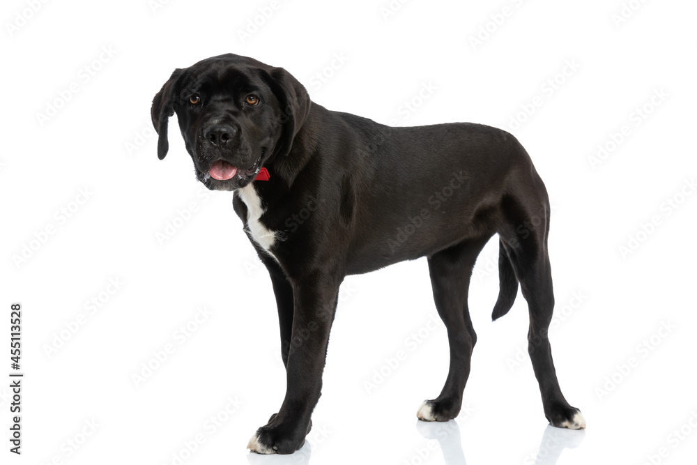 side view of cute cane corso puppy with bowtie sticking out tongue side view of cute cane corso puppy with bowtie sticking out tongue