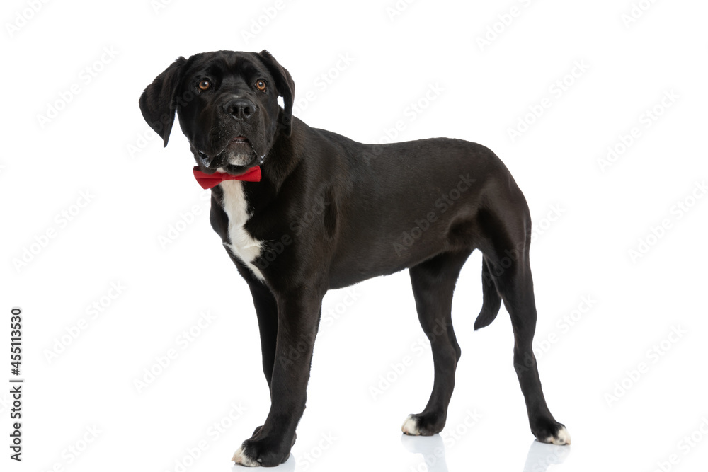 side view of elegant cane corso dog wearing red bowtie and looking away