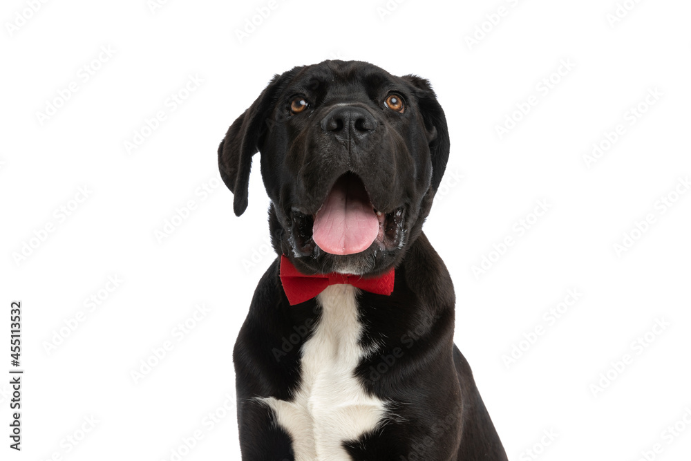 adorable cane corso pup wearing bowtie, panting and looking up adorable cane corso pup wearing bowtie, panting and looking up