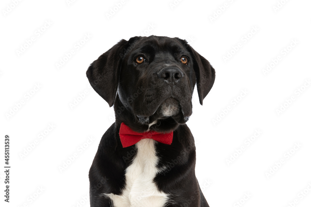 precious cane corso puppy wearing red bowtie and looking up side