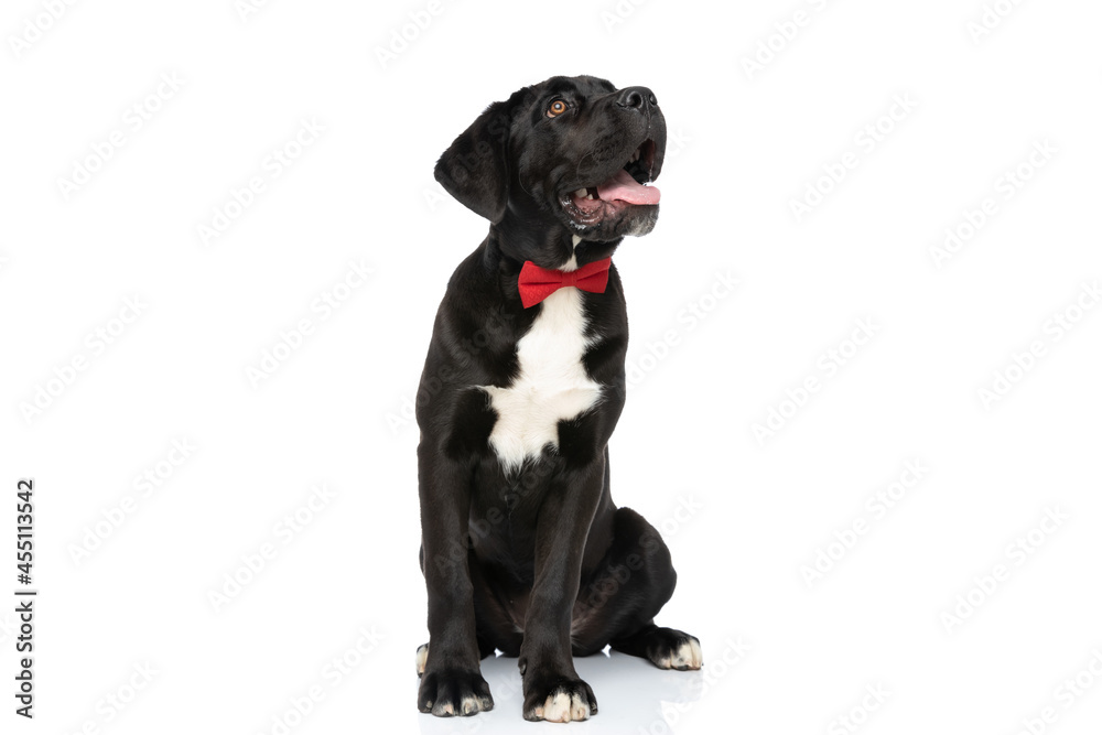 curious cane corso dog wearing red bowtie, panting and looking up curious cane corso dog wearing red bowtie, panting and looking up