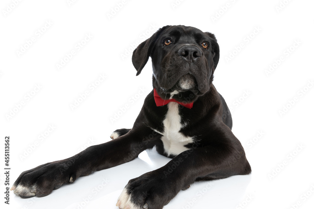 elegant cane corso dog wearing bowtie and looking up