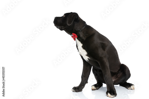 Fototapeta Naklejka Na Ścianę i Meble -  adorable cane corso dog with bowtie looking to side