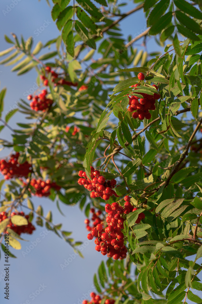 Rowan tree with berries in blue sky background in autumn time on a sunny day, nature concept