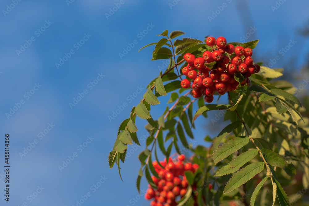Rowan tree with berries in blue sky background in autumn time on a sunny day, nature concept