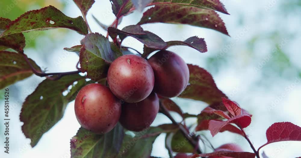 Sweet ripe plums growing on trees at orchard. Summer garden with seasonal fruits. Organic and healthy eating. Sweet ripe plums growing on trees at orchard. Summer garden with seasonal fruits. Organic and healthy eating.