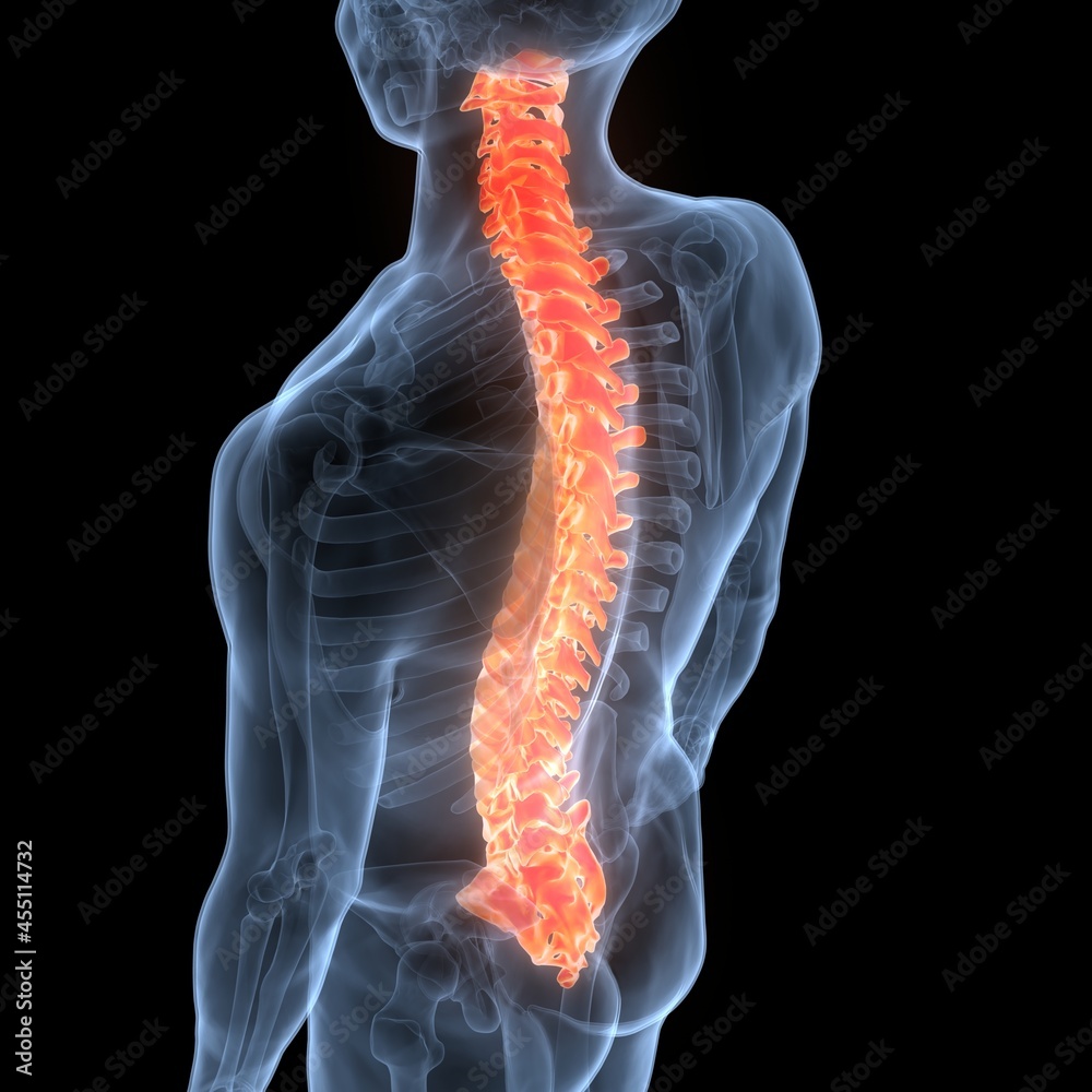 Spinal Cord Vertebral Column of Human Skeleton System Anatomy ...