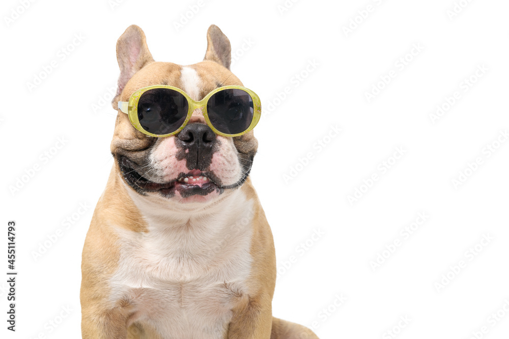 Cute french bulldog wear fashion sunglasses isolated on white background,