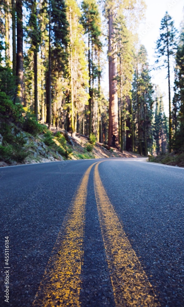 Fototapeta premium road in autumn
