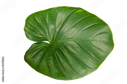 Homalomena Wallisii on white background.
