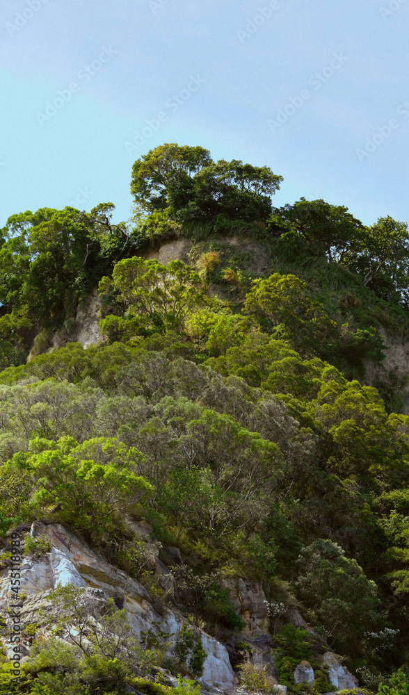 tree in the mountains