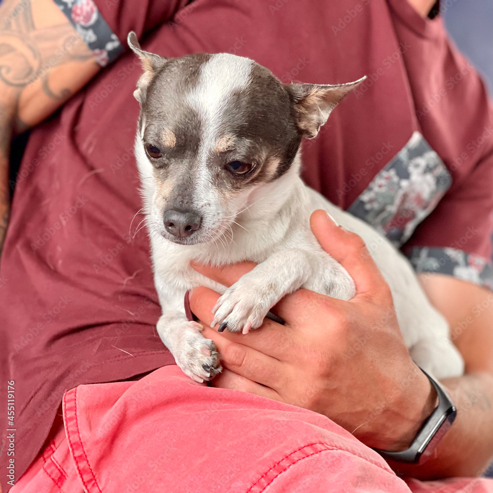The small amusing shaggy doggie sits on hands at the owner The small amusing shaggy doggie sits on hands at the owner
