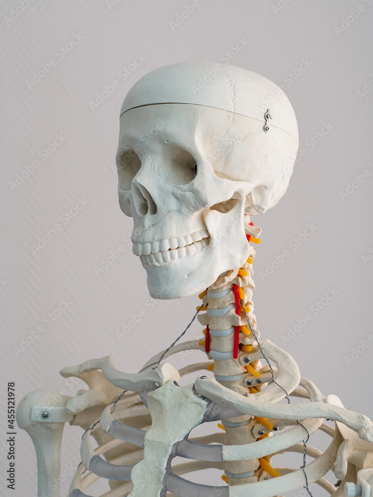 Anatomical model of the human skeleton close-up - head, shoulders and part of the rib cage Anatomical model of the human skeleton close-up - head, shoulders and part of the rib cage