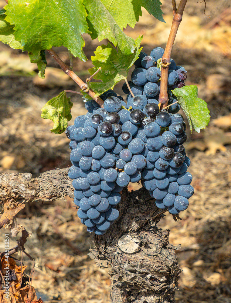 vineyards of Carignano and vermenitno wine, Santadi, south Sardinia
