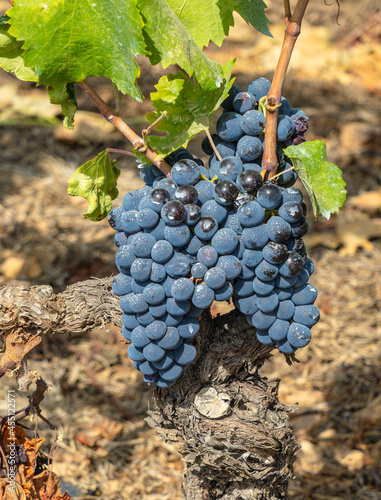 vineyards of Carignano and vermenitno wine, Santadi, south Sardinia
 photo