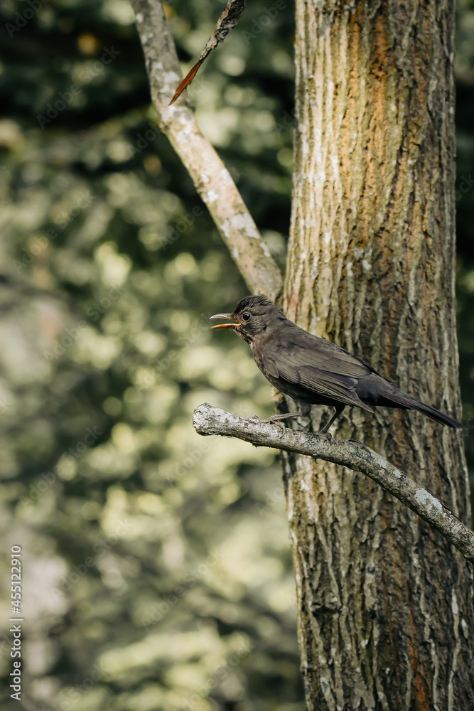 Fototapeta premium black capped kingfisher