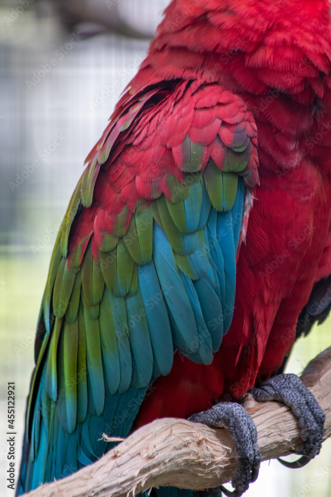 Obraz premium Details eines Flügels