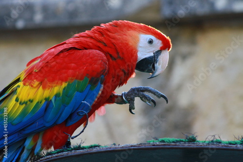 papagaio photo