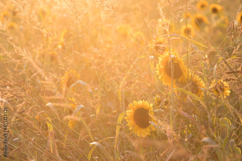 Sunflowers lit by golden rays of the sun