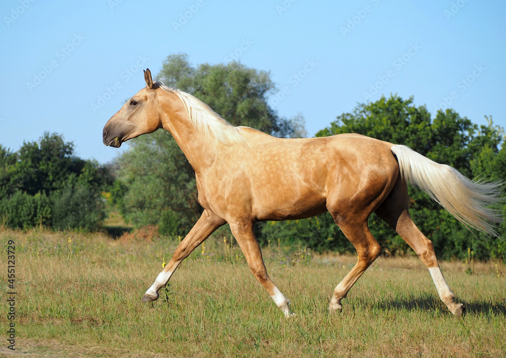 Obraz premium Elegant warmblood palomino mare runs trotting through the meadow