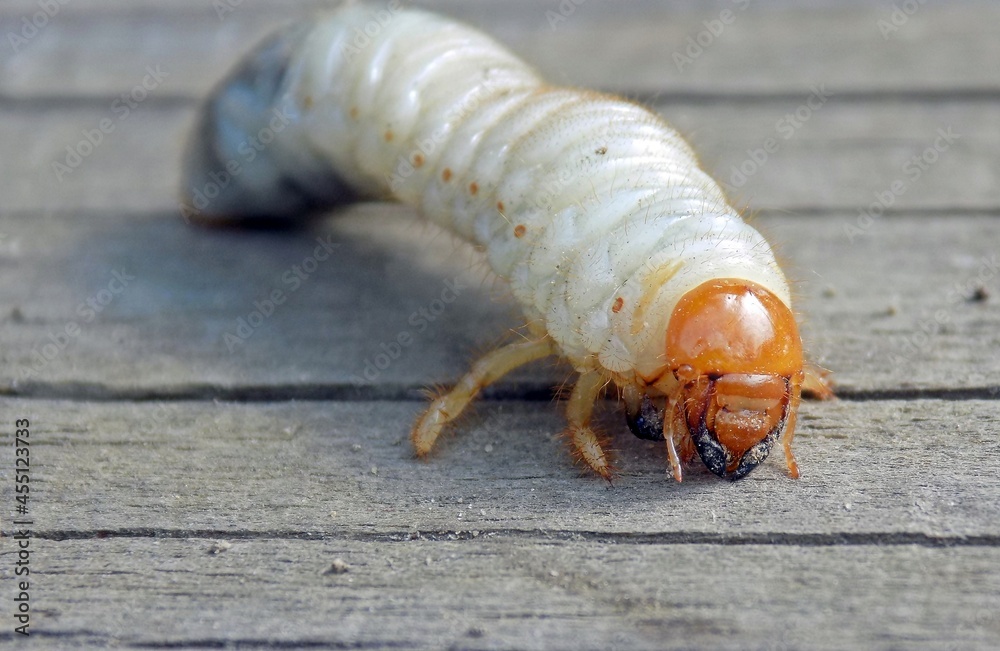 May beetle larva close-up. May beetle larva close-up.
