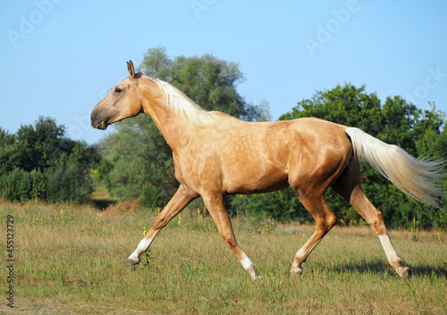 Elegant warmblood palomino mare runs trotting through the meadow
