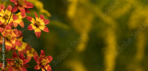 red-yellow flowers, copy-space