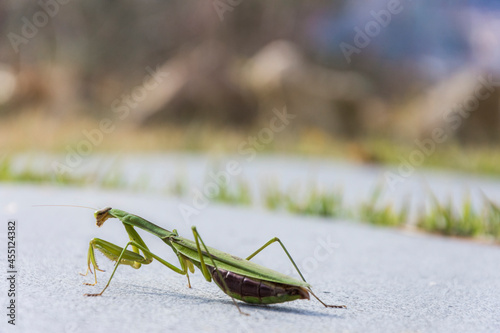 grasshopper on the grass