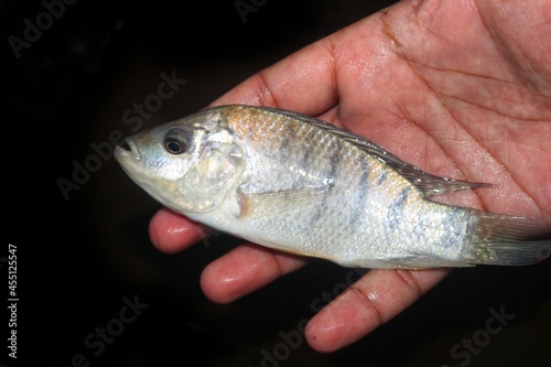 Fototapeta Naklejka Na Ścianę i Meble -  cute little tilapia fish in hand in nice blur background from different angle view