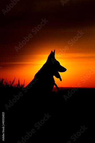 Beautiful dog at the sunrise with blue and orange background silhouette