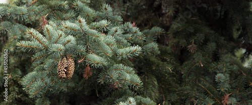 panoramic photo of spruce with cones, with copy-space