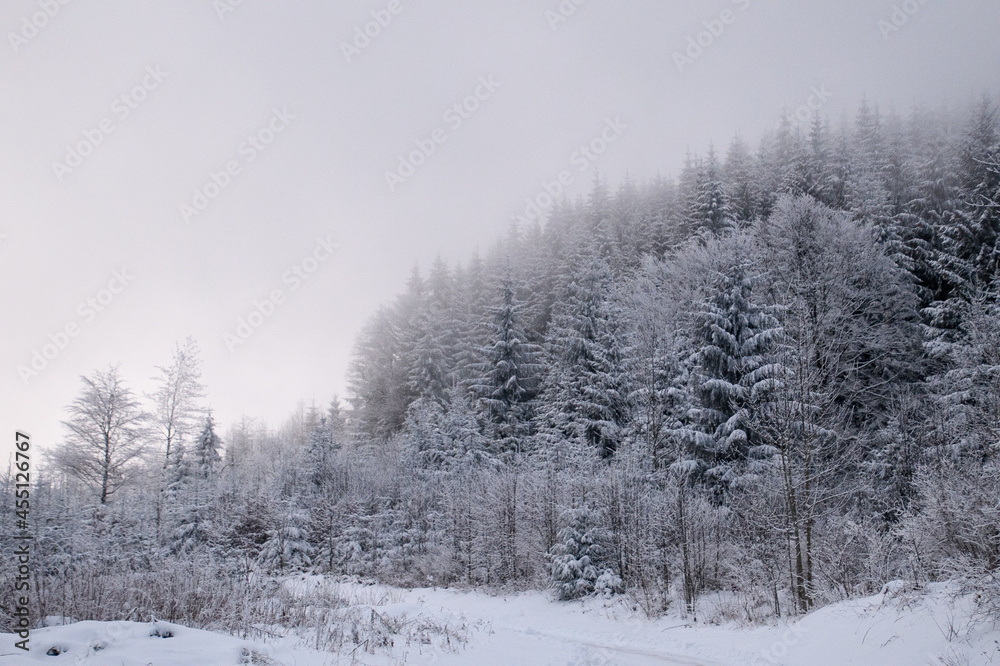 Fototapeta premium snow covered trees