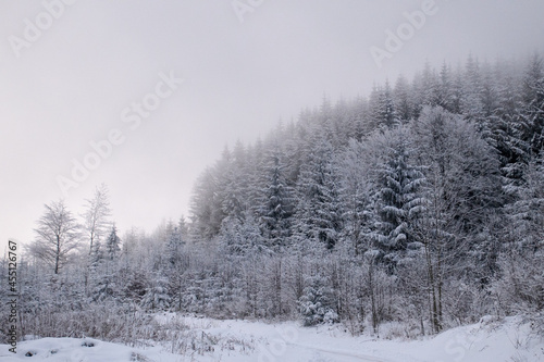 snow covered trees © Jonas Baechler